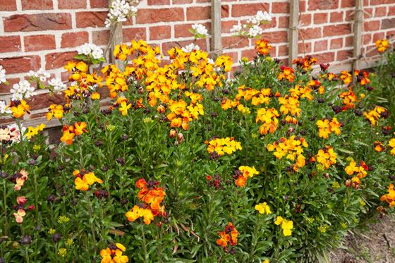 Oranje muurbloem, Erysimum, langs een muurtje.